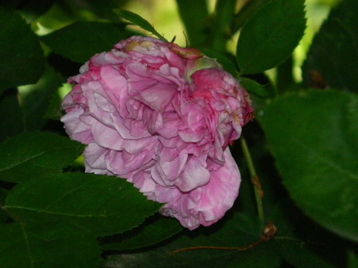 DSCN8927