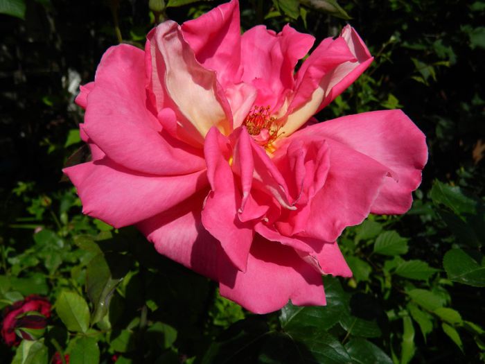 DSCN8935