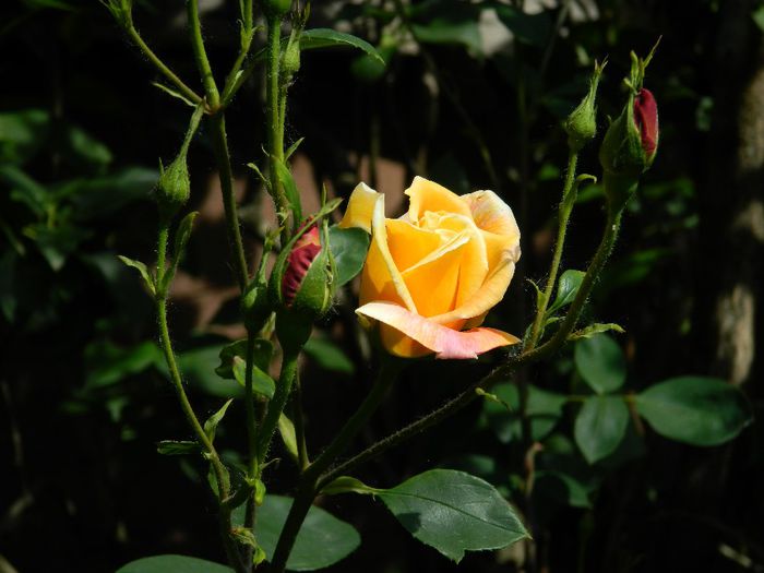 DSCN8939
