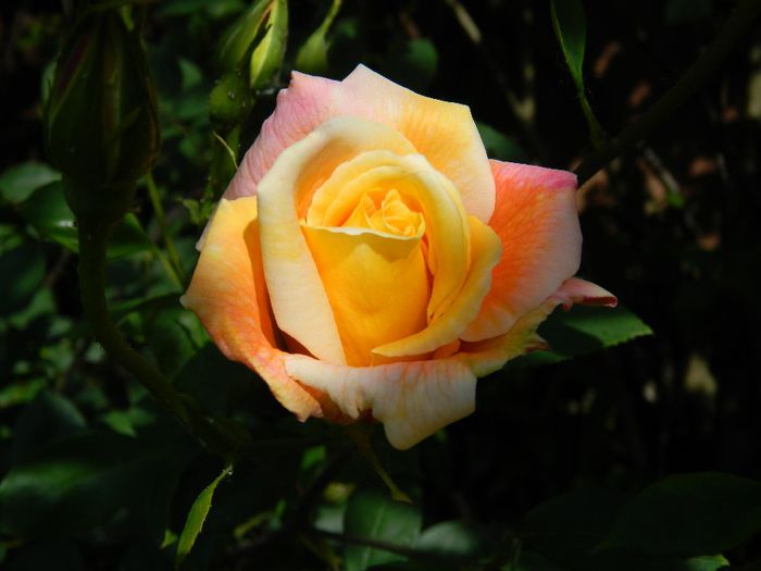 DSCN8944