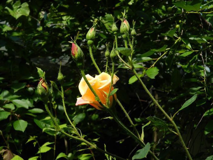 DSCN8945
