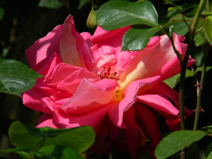 DSCN8946