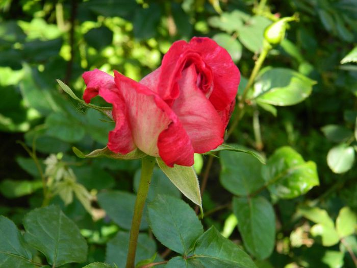 DSCN8958