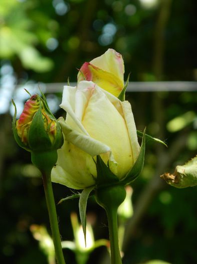 DSCN8967