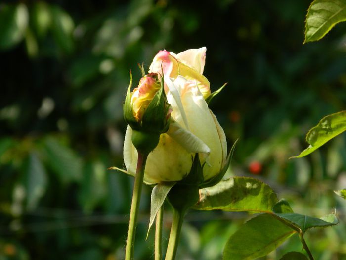 DSCN8989
