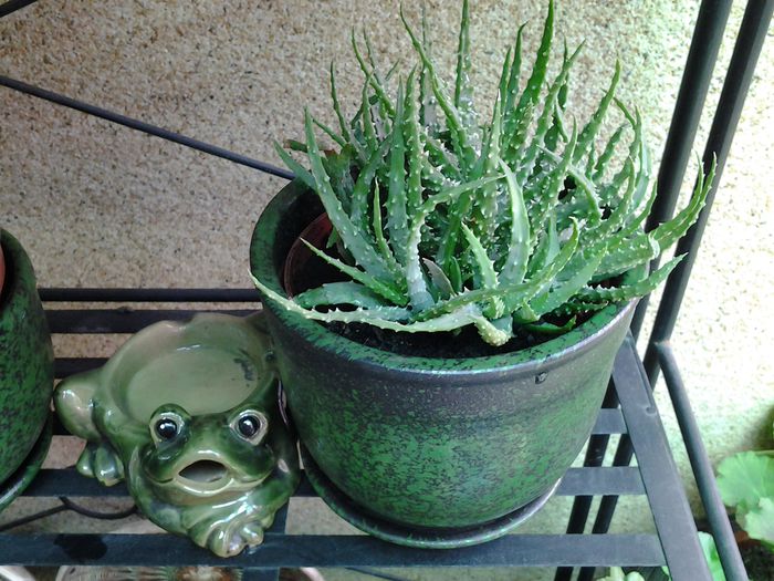 aloe - suculente 2013-2014-2015-2016