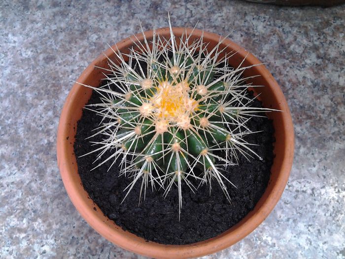 -ultimul sosit.. - suculente 2013-2014-2015-2016