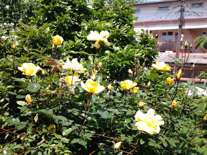 cataratotul meu galben