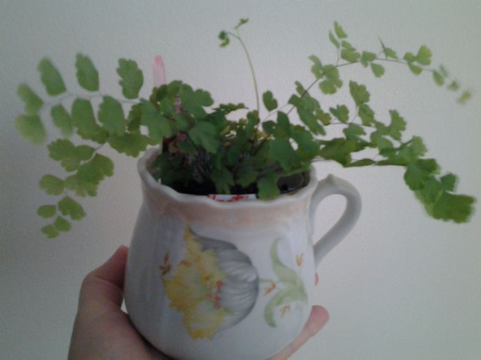 adiantum flagrans - 1mai