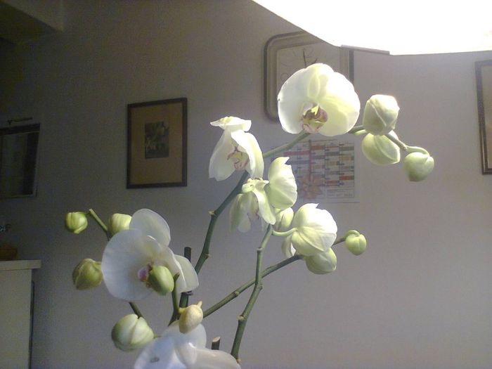 Photo0229 - orhidee