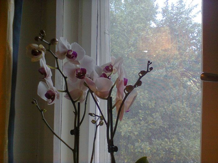 Photo0230 - orhidee