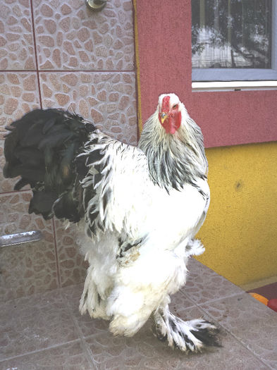 Cocos BHD 2 - Pasari