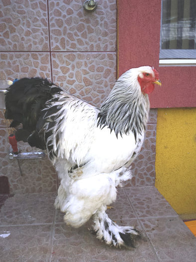 Cocos BHD 1 - Pasari