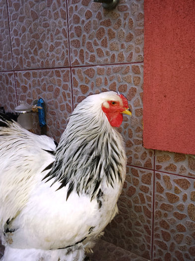 Cocos BHD 1 - Pasari