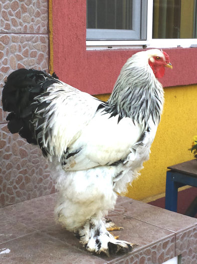 Cocos BHD 1 - Pasari
