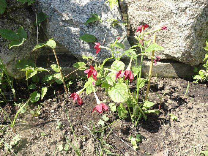 REGINA NOPTII ROSIE  10RON - PLANTELE MELE DIN GRADINA2014