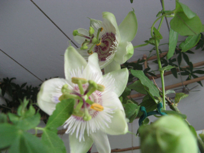 Passiflora - Flori 2014