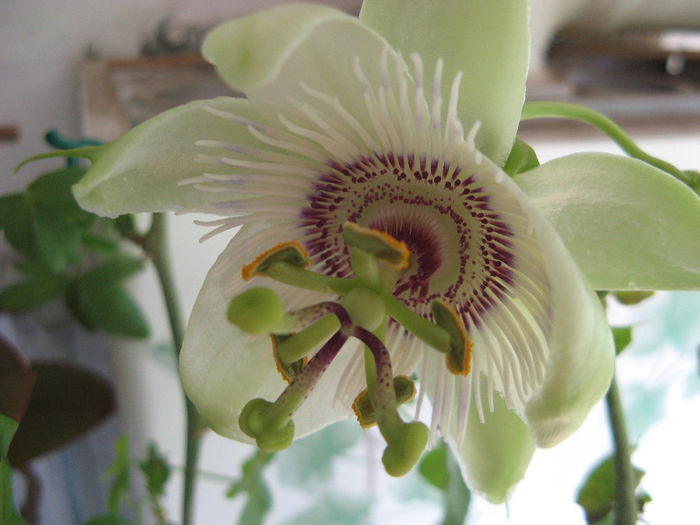 Passiflora