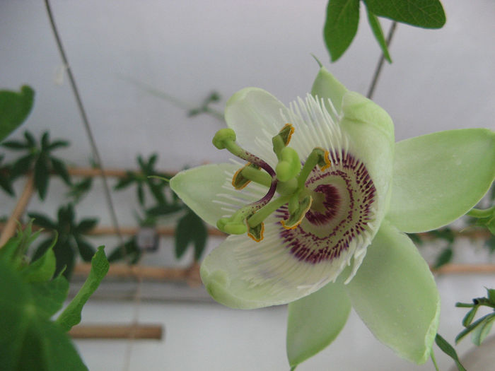 Passiflora - Flori 2014