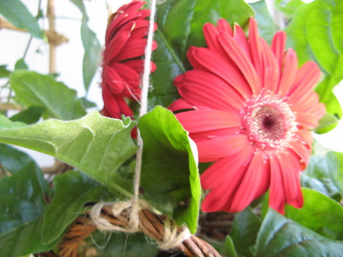 Gerbera; Flori noi
