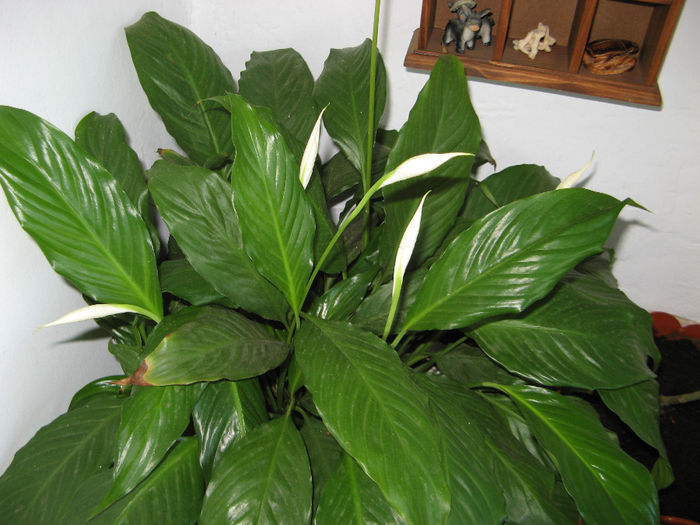 Spathiphyllum
