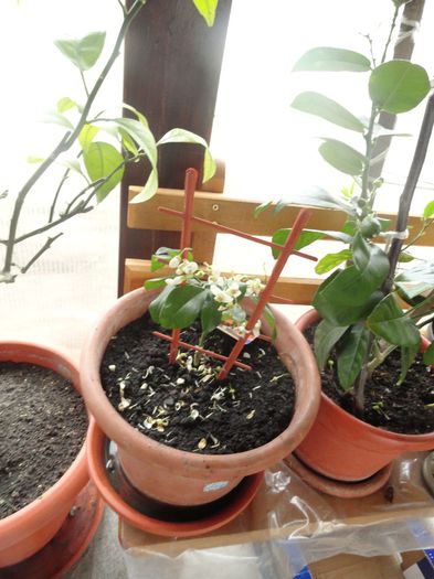 grefa rosie plina cu flori apr. 2014; achizitie noua
