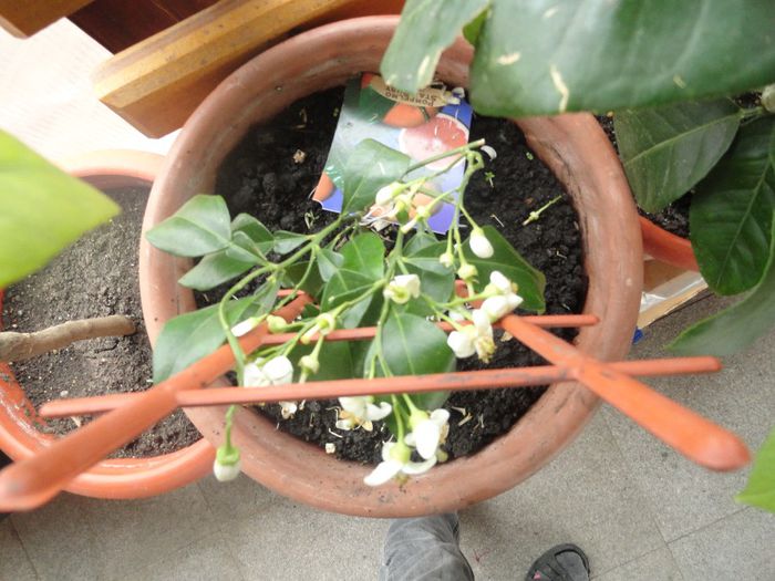 grefa roz abia cumparata in mai