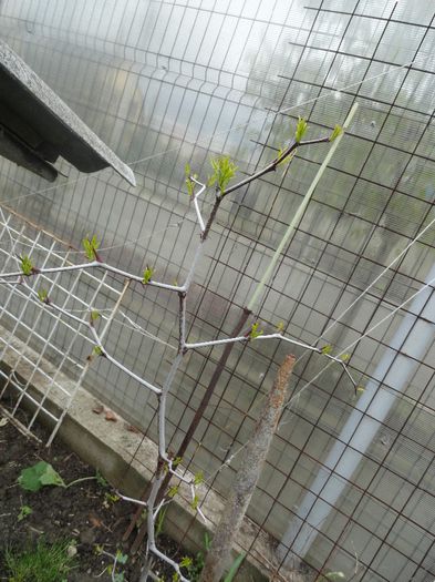 zizibus jujuba copacul de ciocolata