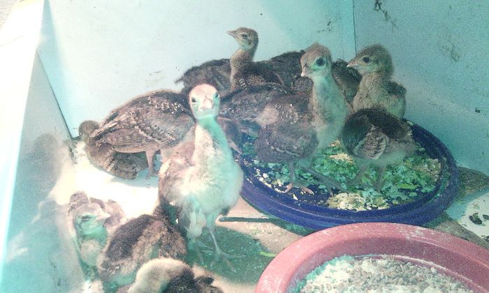 AVEM O SAPTAMANA - PUI  PAUNI 1 SERIE APRILIE 2014