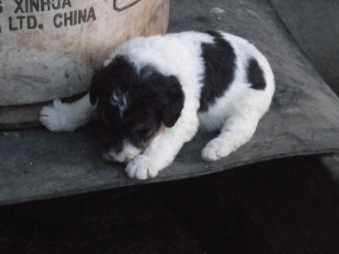 Foxterrier; Fetita Fosterrier cu par sarmos
