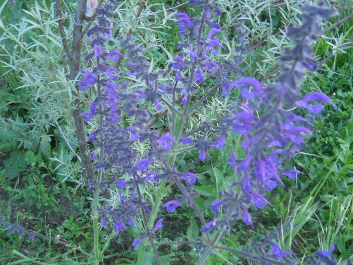 salvia patens