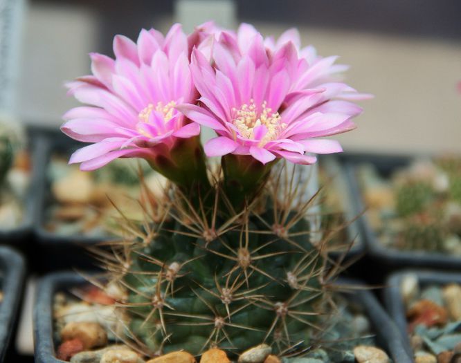 011 - Gymnocalycium neuhuberi