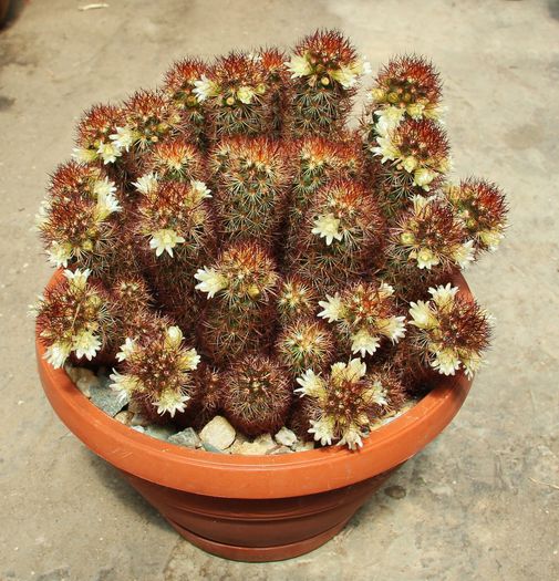 013 - Mammillaria elongata