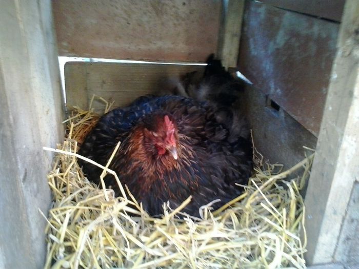 20140510_190708; Seria a-5-a
