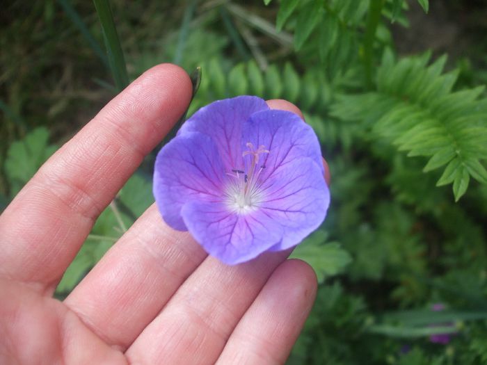 Geranium Gravetye