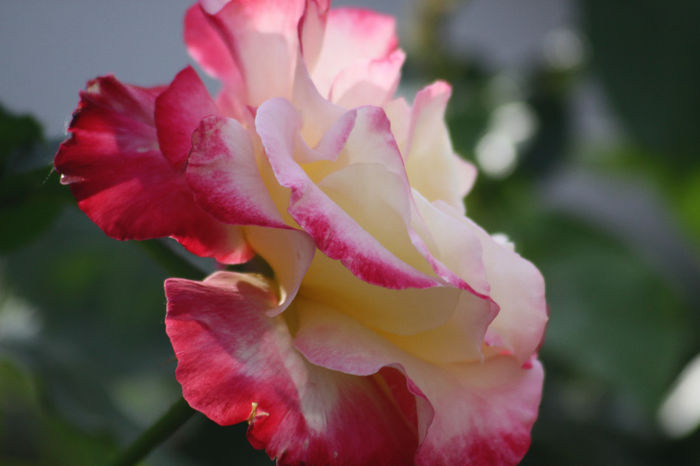 Double Delight - Roses 2014