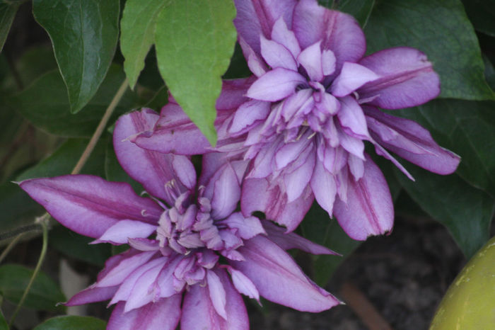 Walter Pennel - Clematite 2014