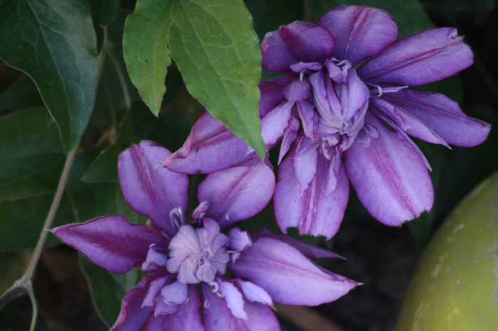 IMG_3336 - Clematite 2014