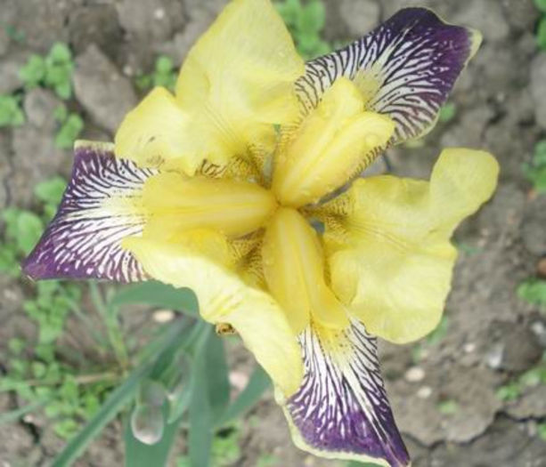 iris germanica nibelungen - Irisi