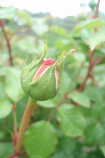 pic 053 - AUScot-Abraham Darby