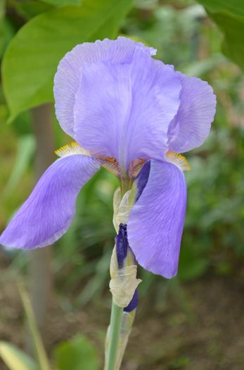 DSC_1209 - 1 irisii anului 2014