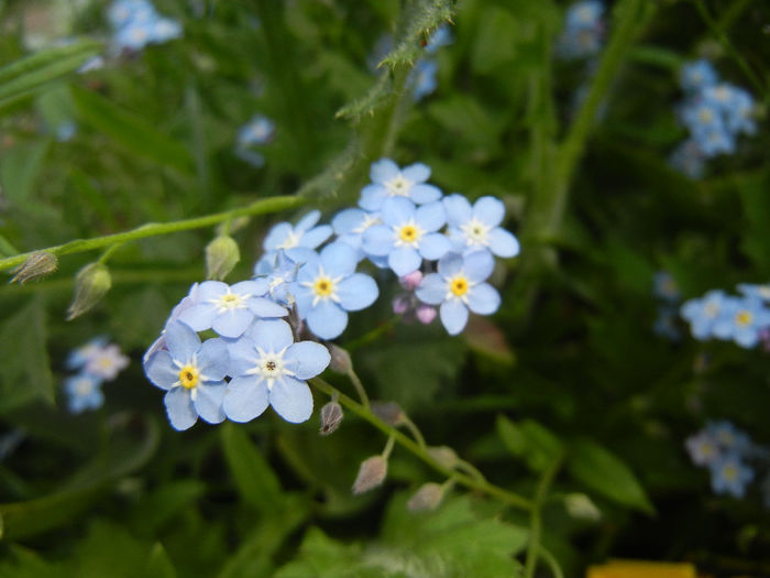 Myosotis alpestris (2014, May 02) - MYOSOTIS Alpestris