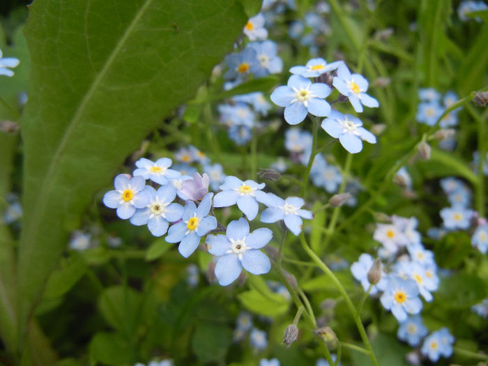 Myosotis alpestris (2014, May 02) - MYOSOTIS Alpestris
