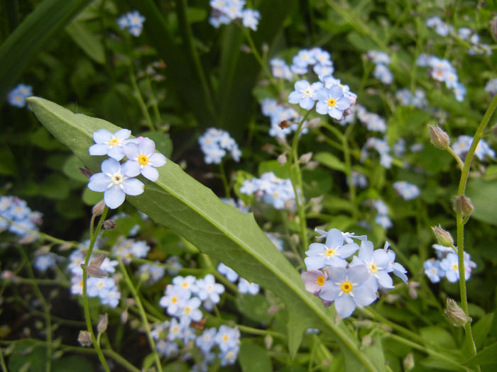 Myosotis alpestris (2014, May 02) - MYOSOTIS Alpestris