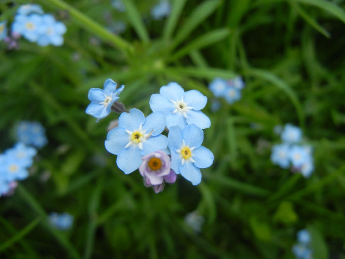 Myosotis alpestris (2014, May 02) - MYOSOTIS Alpestris