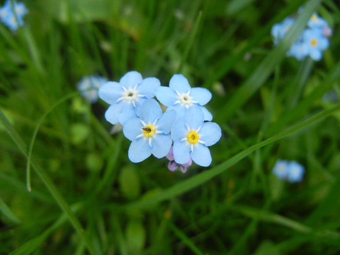 Myosotis alpestris (2014, May 02) - MYOSOTIS Alpestris