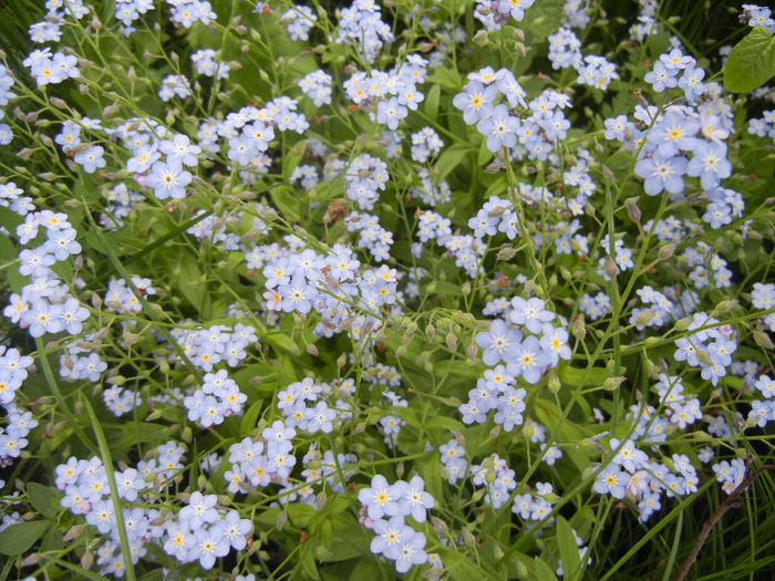 Myosotis alpestris (2014, May 02) - MYOSOTIS Alpestris