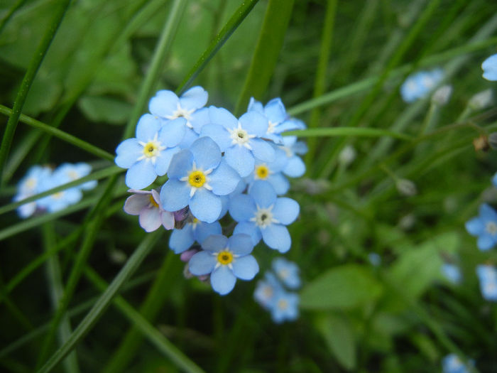 Myosotis alpestris (2014, May 02) - MYOSOTIS Alpestris