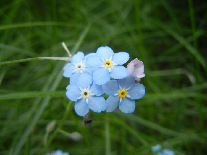 Myosotis alpestris (2014, May 02) - MYOSOTIS Alpestris