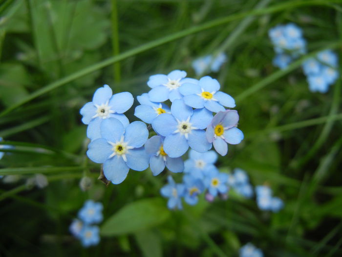 Myosotis alpestris (2014, May 02) - MYOSOTIS Alpestris